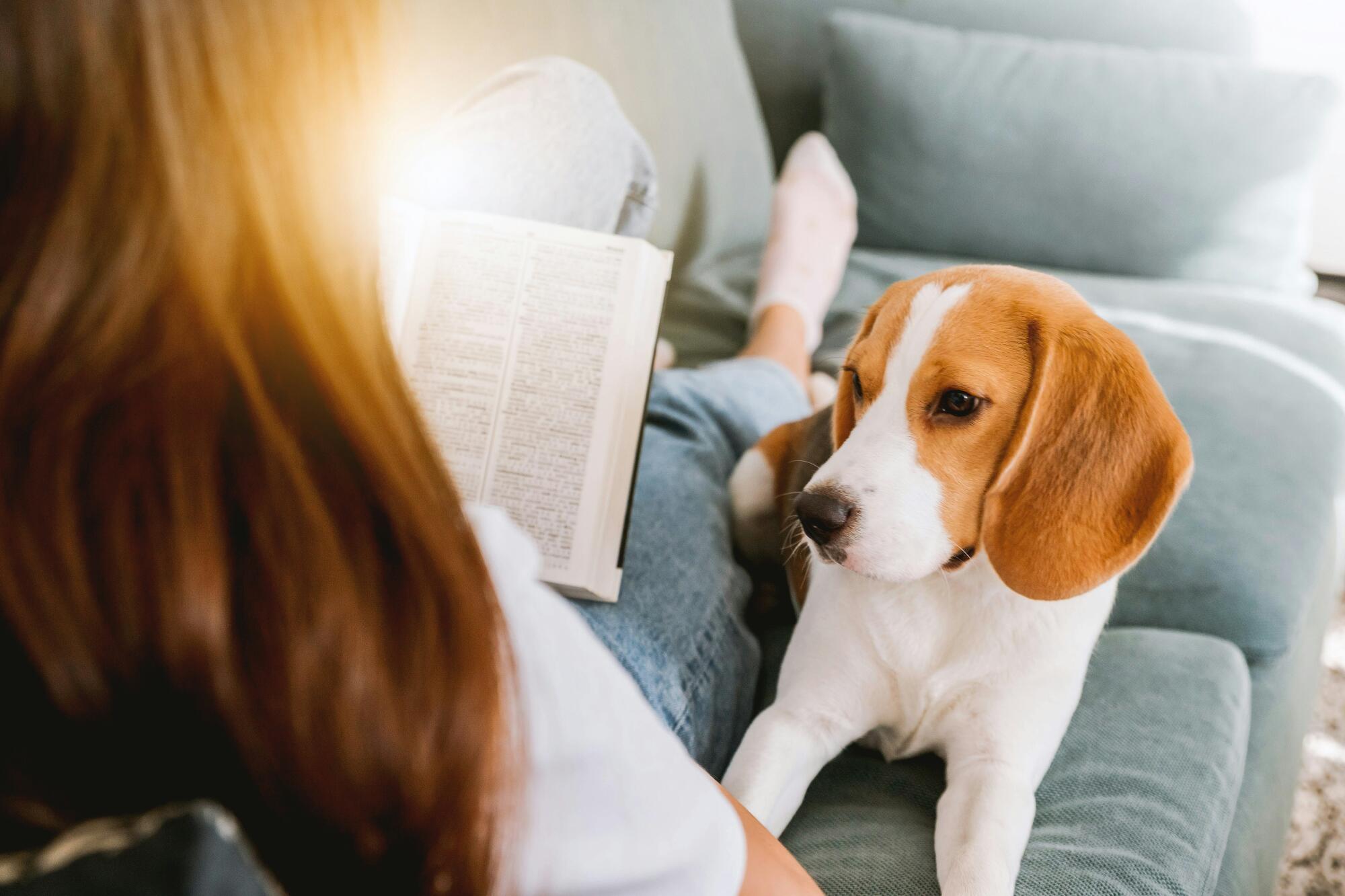 Difference Between Service Animals, Emotional Support Animals and Pets in Boise