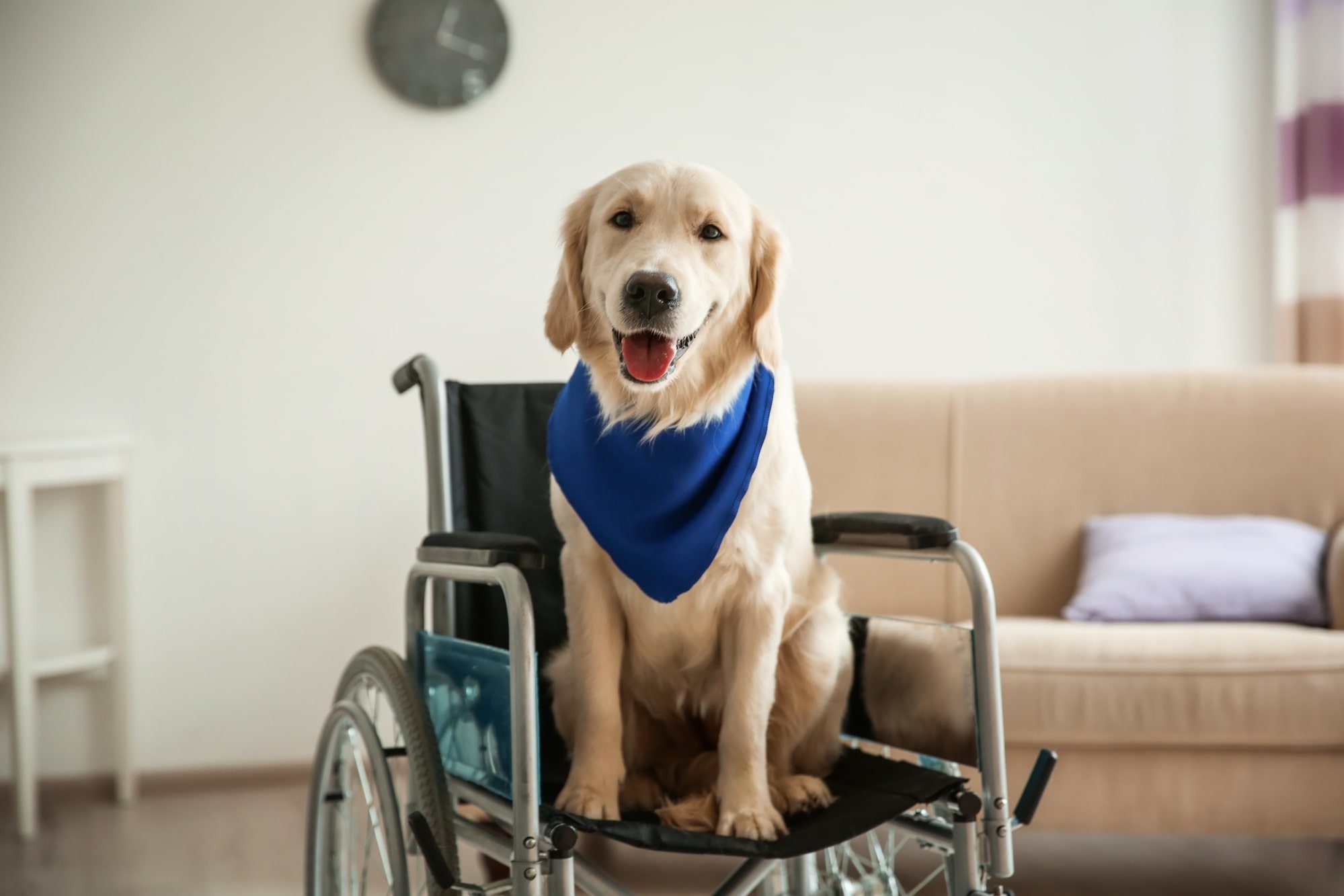 War Is Declared on Fake Assistance Animals